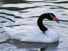 Black-Necked Swan (WWT Slimbridge 20) - pic by Nigel Key